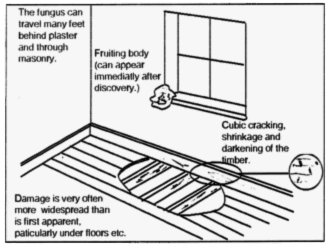 dry rot