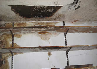 dry rot